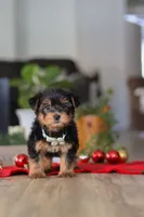 Bailey, a male Morkie for sale in Millersburg, OH – Photo 9 of 9