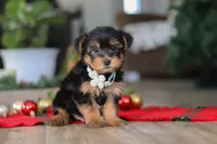 Bailey, a male Morkie for sale in Millersburg, OH – Photo 3 of 9