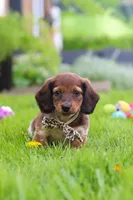 Tony, a male Miniature Dachshund for sale in Millersburg, OH – 1 of 8