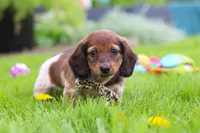 Tony, a male Miniature Dachshund for sale in Millersburg, OH – 6 of 8