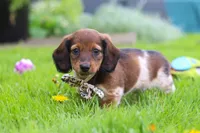 Tony, a male Miniature Dachshund for sale in Millersburg, OH – 7 of 8