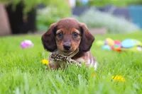 Tony, a male Miniature Dachshund for sale in Millersburg, OH – 2 of 8