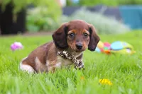 Tony, a male Miniature Dachshund for sale in Millersburg, OH – 4 of 8