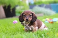 Tony, a male Miniature Dachshund for sale in Millersburg, OH – 5 of 8