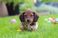 Tony, a male Miniature Dachshund for sale in Millersburg, OH – 8 of 8
