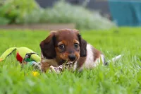 Tony, a male Miniature Dachshund for sale in Millersburg, OH – 3 of 8
