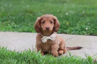 Grace, a female Miniature Dachshund for sale in Millersburg, OH – 4 of 10