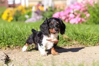 Poppy, a female Dachshund for sale in Millersburg, OH – 4 of 5