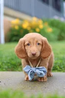 Chance, a male Miniature Dachshund for sale in Millersburg, OH – 3 of 8