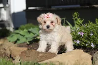 Ana, a female Maltipoo for sale in Millersburg, OH – 5 of 7