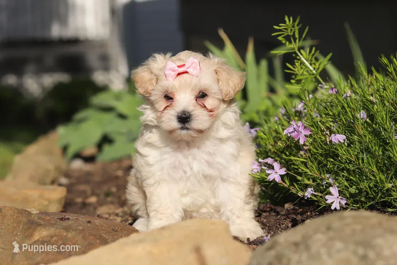 Ana – Maltipoo puppy for sale in Millersburg, OH