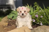 Ana, a female Maltipoo for sale in Millersburg, OH – 1 of 7