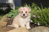Ana, a female Maltipoo for sale in Millersburg, OH – 6 of 7