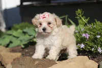 Ana, a female Maltipoo for sale in Millersburg, OH – 4 of 7