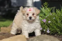 Ana, a female Maltipoo for sale in Millersburg, OH – 2 of 7