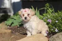 Ana, a female Maltipoo for sale in Millersburg, OH – 3 of 7