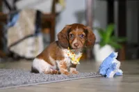 Charlie, a male Miniature Dachshund for sale in Millersburg, OH – Photo 3 of 9