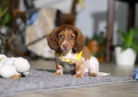 Charlie, a male Miniature Dachshund for sale in Millersburg, OH – Photo 6 of 9