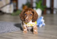 Charlie, a male Miniature Dachshund for sale in Millersburg, OH – Photo 9 of 9