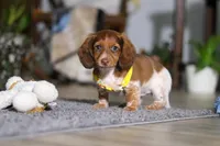 Charlie, a male Miniature Dachshund for sale in Millersburg, OH – Photo 7 of 9