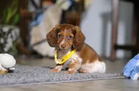 Charlie, a male Miniature Dachshund for sale in Millersburg, OH – Photo 2 of 9