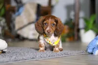 Charlie, a male Miniature Dachshund for sale in Millersburg, OH – Photo 5 of 9