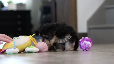 River, a male Morkie for sale in Millersburg, OH – 9 of 9