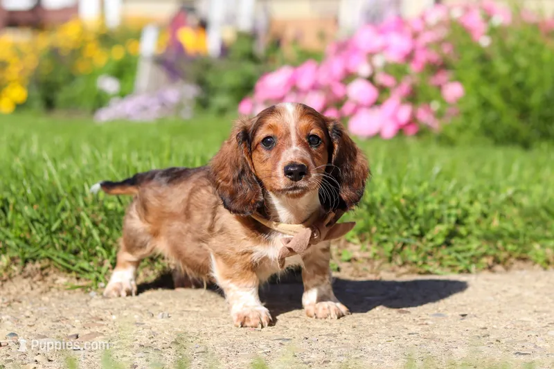 Benji – Dachshund puppy for sale in Millersburg, OH