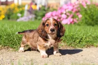Benji, a male Dachshund for sale in Millersburg, OH – 1 of 5