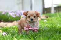 Fiona, a female Maltipoo for sale in Millersburg, OH – Photo 5 of 6