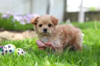 Fiona, a female Maltipoo for sale in Millersburg, OH – Photo 6 of 6