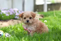 Fiona, a female Maltipoo for sale in Millersburg, OH – Photo 4 of 6