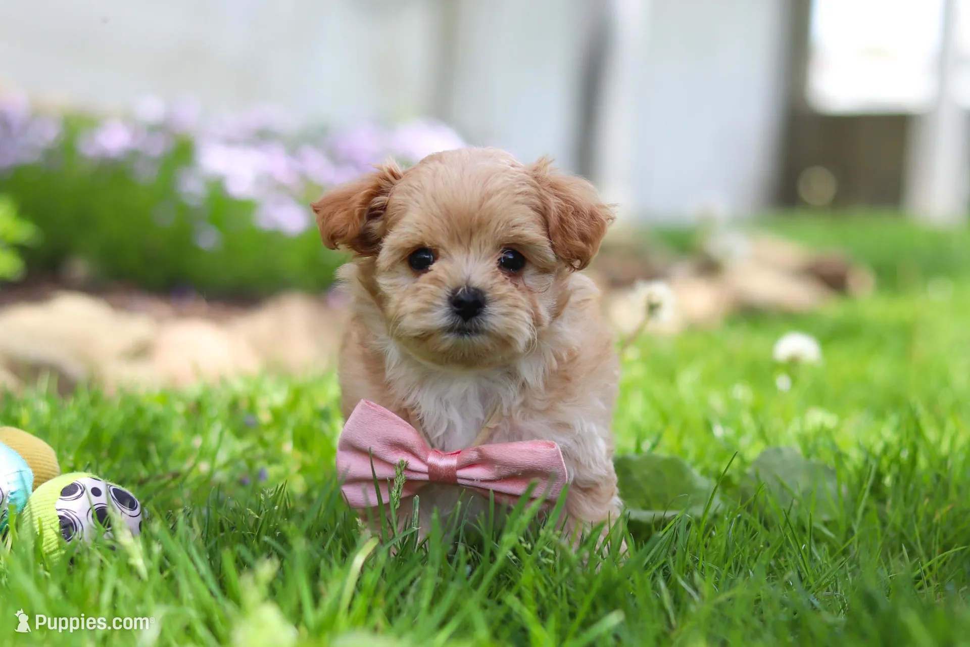 Fiona – Maltipoo Puppy for Sale in Millersburg, OH | Puppies.com