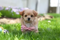 Fiona, a female Maltipoo for sale in Millersburg, OH – Photo 1 of 6
