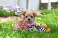 Fiona, a female Maltipoo for sale in Millersburg, OH – Photo 3 of 6