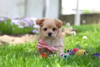 Fiona, a female Maltipoo for sale in Millersburg, OH – Photo 2 of 6