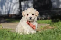 Elliot, a male Maltipoo for sale in Millersburg, OH – 1 of 10