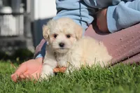 Elliot, a male Maltipoo for sale in Millersburg, OH – 7 of 10