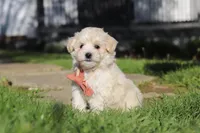 Elliot, a male Maltipoo for sale in Millersburg, OH – 5 of 10