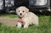 Elliot, a male Maltipoo for sale in Millersburg, OH – 4 of 10