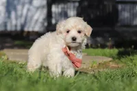 Elliot, a male Maltipoo for sale in Millersburg, OH – 2 of 10