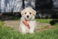 Elliot, a male Maltipoo for sale in Millersburg, OH – 6 of 10