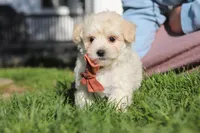 Elliot, a male Maltipoo for sale in Millersburg, OH – 8 of 10