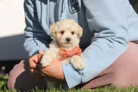Elliot, a male Maltipoo for sale in Millersburg, OH – 9 of 10