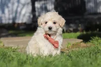 Elliot, a male Maltipoo for sale in Millersburg, OH – 3 of 10