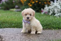 Riley, a male Coton de Tulear and Poodle - Miniature  for sale in Millersburg, OH – 7 of 7