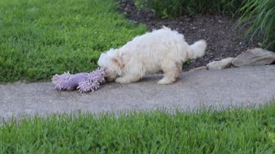 Ana, a female Maltipoo for sale in Millersburg, OH – 6 of 6