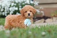 Blake, a male Maltipoo for sale in Millersburg, OH – 8 of 9