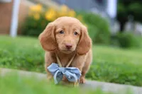 Chance, a male Miniature Dachshund for sale in Millersburg, OH – 6 of 8