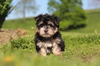 River, a male Morkie for sale in Millersburg, OH – 3 of 9